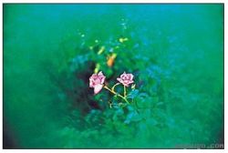 Andorra-Cokin Spot-Green A65