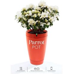 Andorra-Parrot Pot Brick